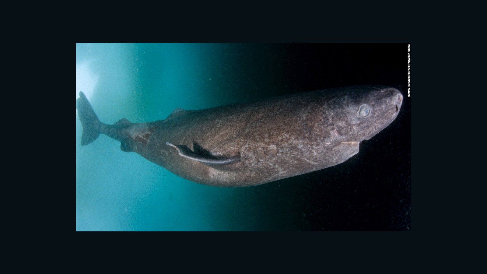 Conoce a los tiburones que viven por siglos - CNN Video