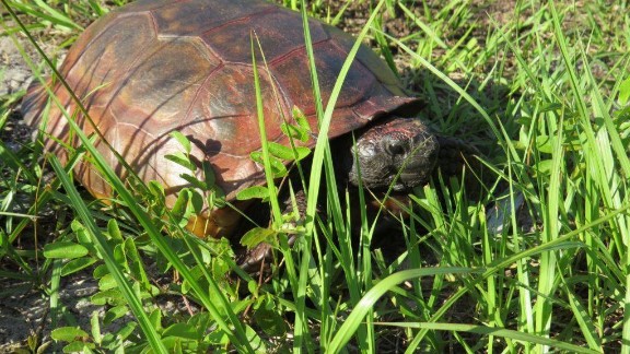 Vandals painting birds, turtles in Florida - CNN