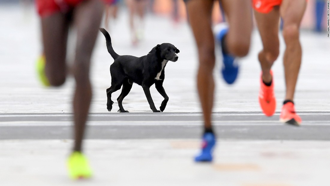 A dog joins the race as runners approach the finish line of the men&#39;s marathon.