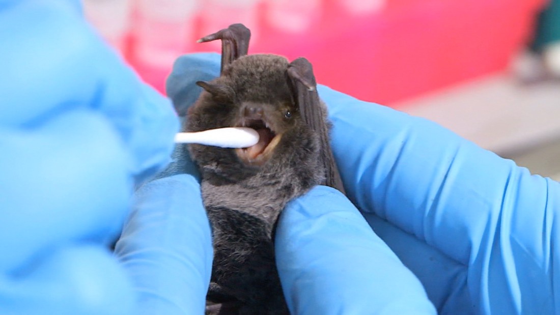 There are 1,240 species of bats worldwide, which may explain why many viruses can be found inside them.
