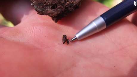 Tiny but deadly: The beetle threatening Europe&#39;s primeval forest
