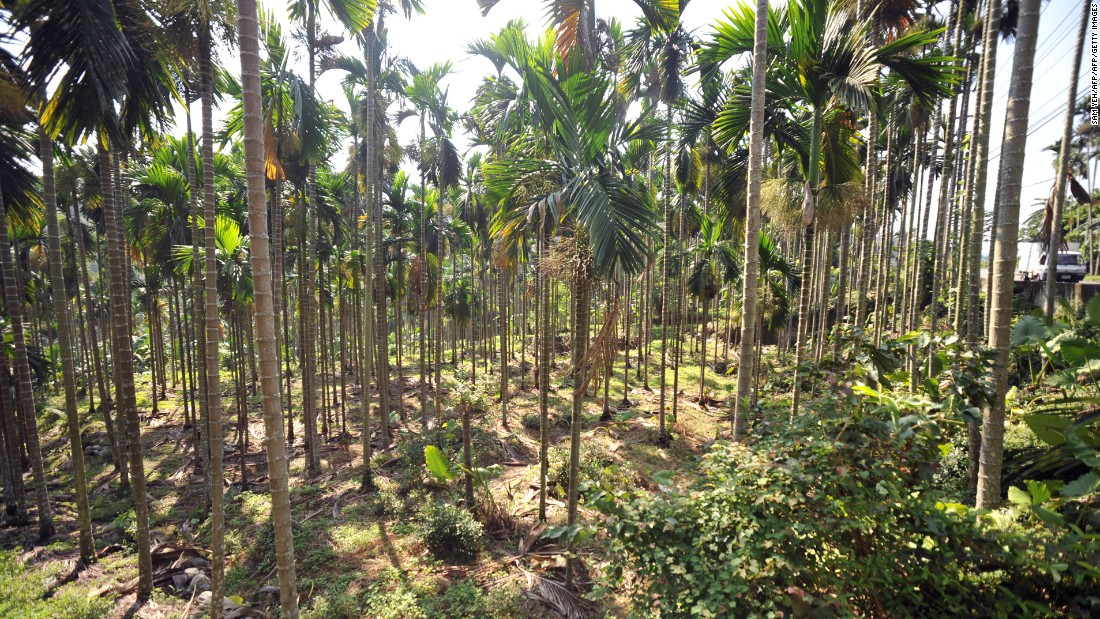 Taiwan is trying to incentivize local farmers to change crops and cut the supply of the betel nut. Some 4,800 hectares of betel nut farming land are expected to be transformed into cultivation for crops like tea, citrus fruits or mango.
