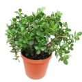 jade plant