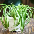 spider plant