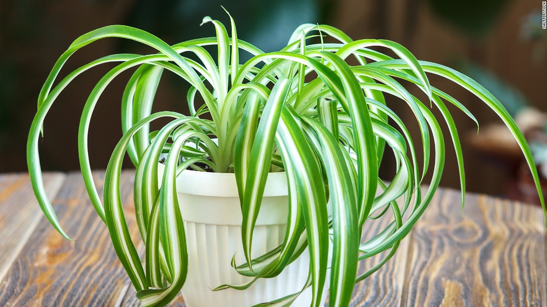 Chlorophytum comosum, a kind of spider plant, can take up more than 90% of &lt;a href=&quot;https://pubchem.ncbi.nlm.nih.gov/compound/o-xylene#section=Use-and-Manufacturing&quot; target=&quot;_blank&quot;&gt;o-Xylene, found in fuels&lt;/a&gt;, and &lt;a href=&quot;https://pubchem.ncbi.nlm.nih.gov/compound/p-xylene#section=Use-and-Manufacturing&quot; target=&quot;_blank&quot;&gt;p-Xylene, found in plastic and rubber products&lt;/a&gt;. Smokers may also want to keep this plant around: Over a few days, it can absorb 90% of formaldehyde and carbon monoxide, ingredients of cigarette smoke. 
