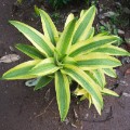 Dracaena fragrans