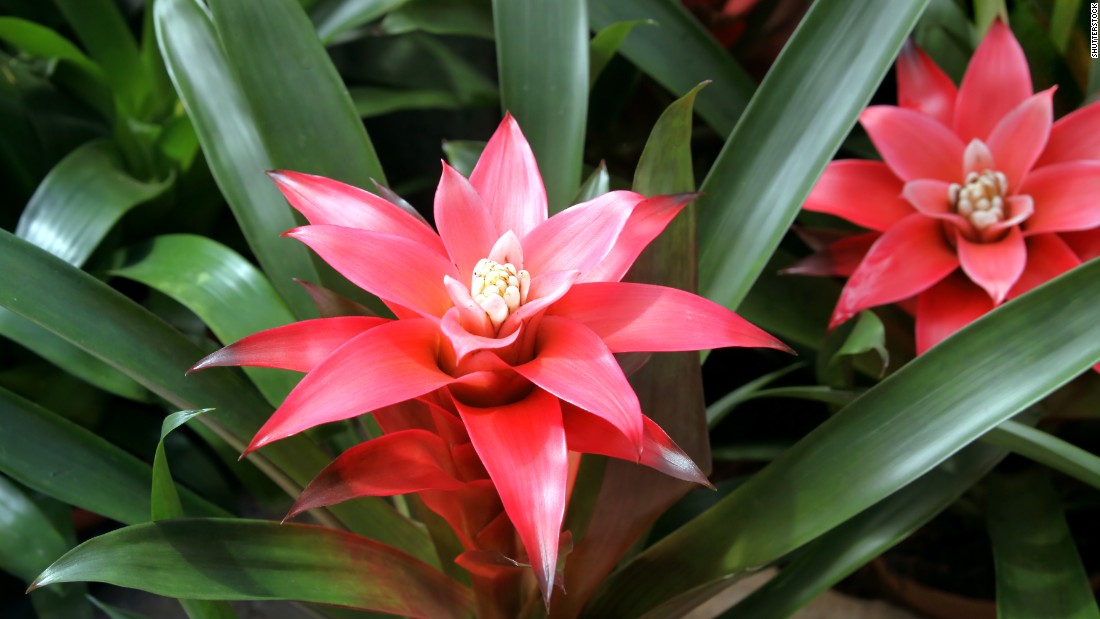 These bromeliads can liven up your house with a hint of red, but they are also great air purifiers when it comes to &lt;a href=&quot;https://toxtown.nlm.nih.gov/text_version/chemicals.php?id=5&quot; target=&quot;_blank&quot;&gt;benzene&lt;/a&gt;. The plant can absorb more than 90% of the chemical, which you can find in glue, paint, furniture wax and detergent. You may also breathe it in if you live near gas stations, hazardous waste sites or industrial facilities.