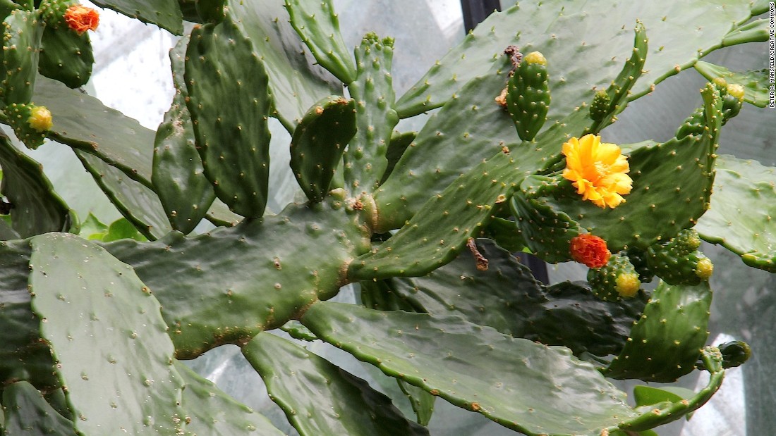 The Caribbean tree cactus can absorb 80% of ethylbenzene in the air. The toxic chemical can be &lt;a href=&quot;https://pubchem.ncbi.nlm.nih.gov/compound/ethylbenzene#section=Industry-Uses&quot; target=&quot;_blank&quot;&gt;found in items&lt;/a&gt; such as construction materials, electronic products, food packaging, furniture, garden care products and even toys. 