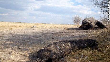 A bull elephant killed by poachers on the border of Botswana and Namibia, it&#39;s face hacked off with an axe or machete to retrieve it&#39;s valuable ivory tusks.