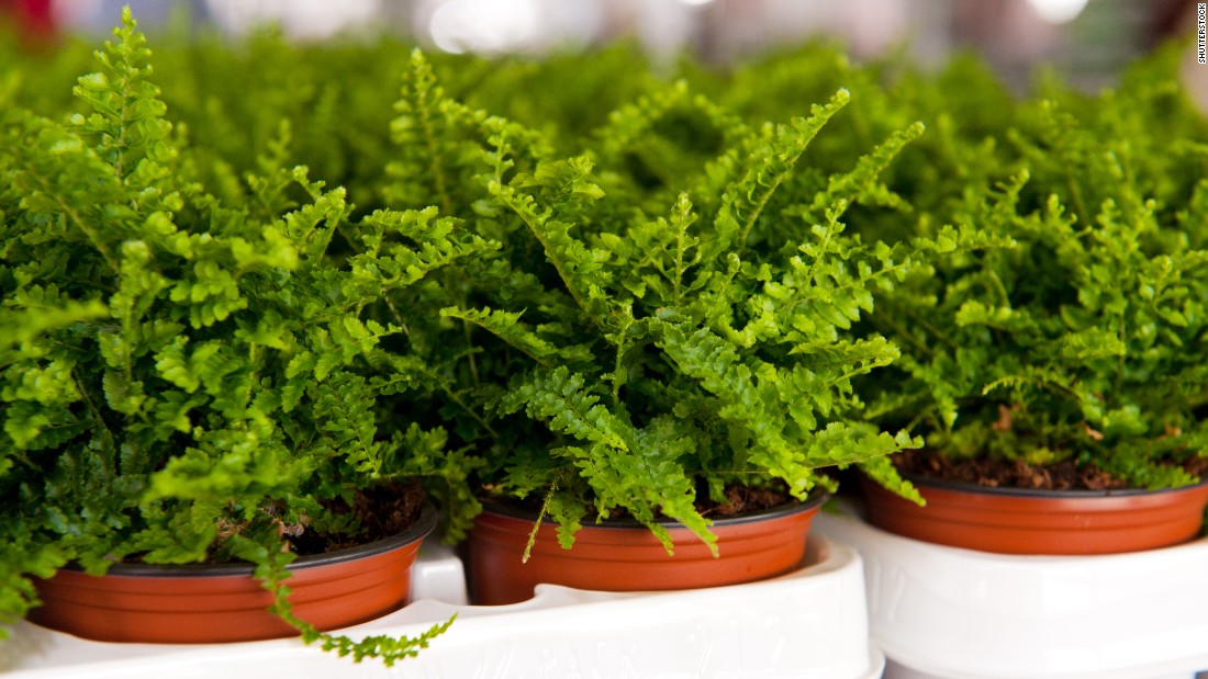 If the air in your home is too dry, you may want to get some ferns. These plants are &lt;a href=&quot;http://journals.usamvcluj.ro/index.php/promediu/article/view/9953&quot; target=&quot;_blank&quot;&gt;good at increasing air humidity&lt;/a&gt;. 