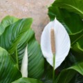 Spathiphyllum wallisii