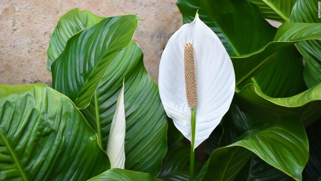 If you work in an office in front of a computer or near printers, spathiphyllum wallisii or peace lily can help keep you healthy. They absorb electromagnetic radiation emitted by computers and printers and keep the air moisturized. 