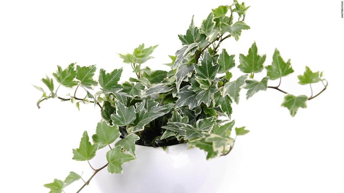 Another plant for cigarette smokers or those who are sensitive to smoke: hedera helix, or English ivy. It is also &lt;a href=&quot;http://journals.usamvcluj.ro/index.php/promediu/article/view/9953&quot; target=&quot;_blank&quot;&gt;recommended for those who have asthma&lt;/a&gt;. 