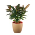 Ficus elastica