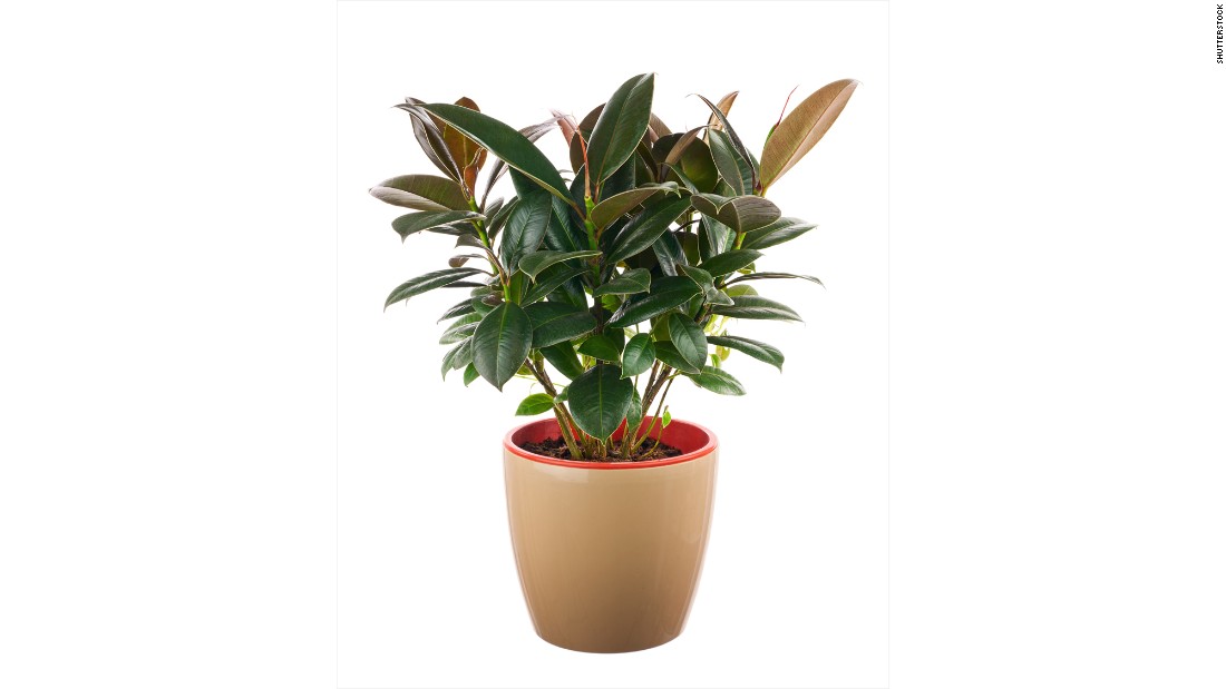 If your house smells, invest in a ficus elastica. The plant &lt;a href=&quot;http://journals.usamvcluj.ro/index.php/promediu/article/view/9953&quot; target=&quot;_blank&quot;&gt;absorbs odors and reduces the number of microorganisms and the amount of toxic substances&lt;/a&gt;.  