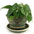 Philodendron scandens