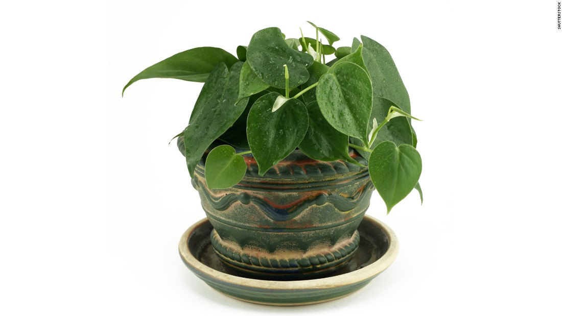 Philodendron scandens is &lt;a href=&quot;http://journals.usamvcluj.ro/index.php/promediu/article/view/9953&quot; target=&quot;_blank&quot;&gt;effective in taking out formaldehyde&lt;/a&gt;, commonly found in cleaning products and gas stoves. 