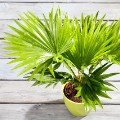 potted palm tree