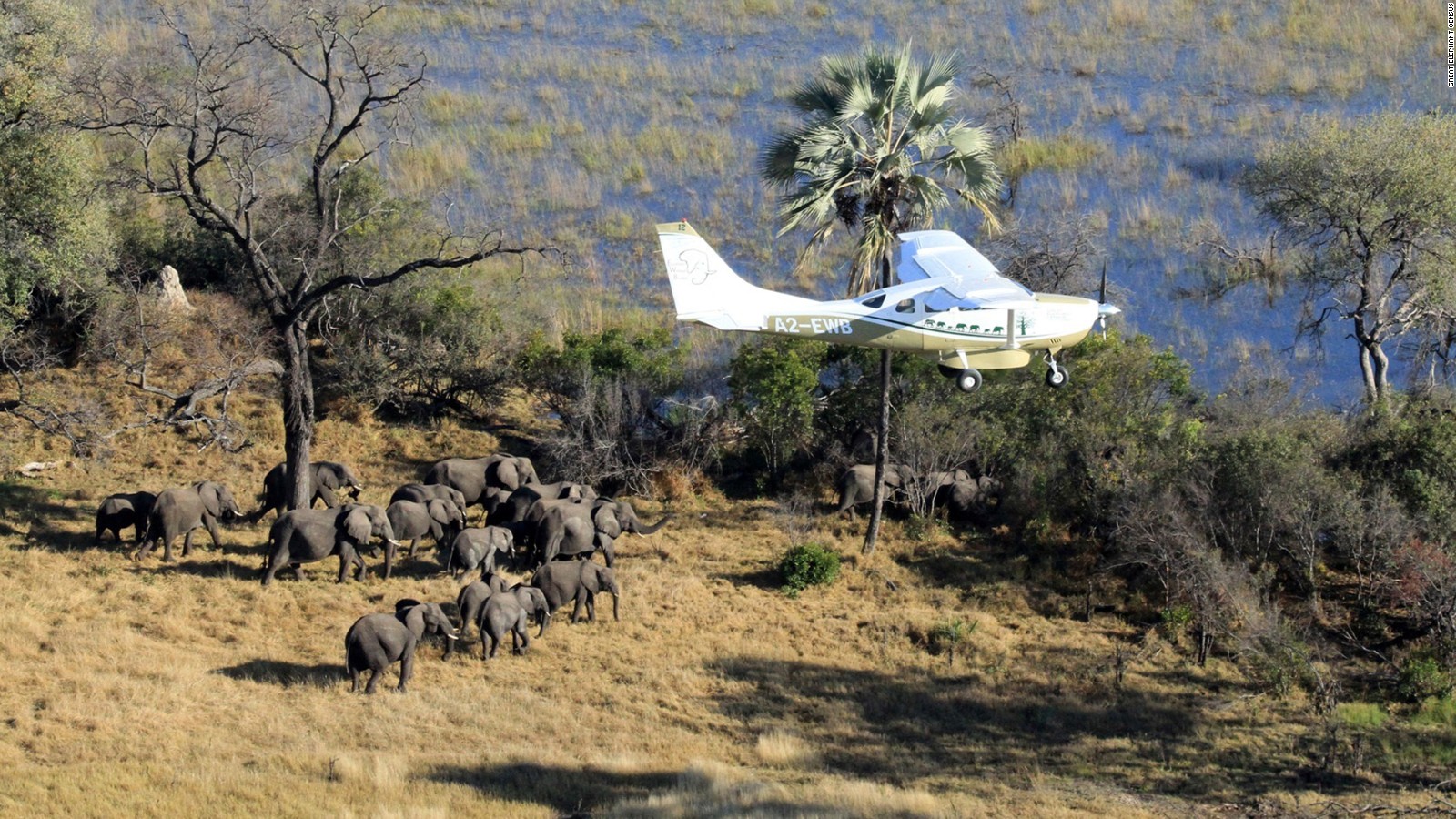 New elephant study shows catastrophic decline in Africa - CNN