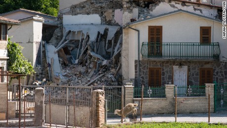 Stray sheep wander past the wrecked shells of homes in Accumoli.