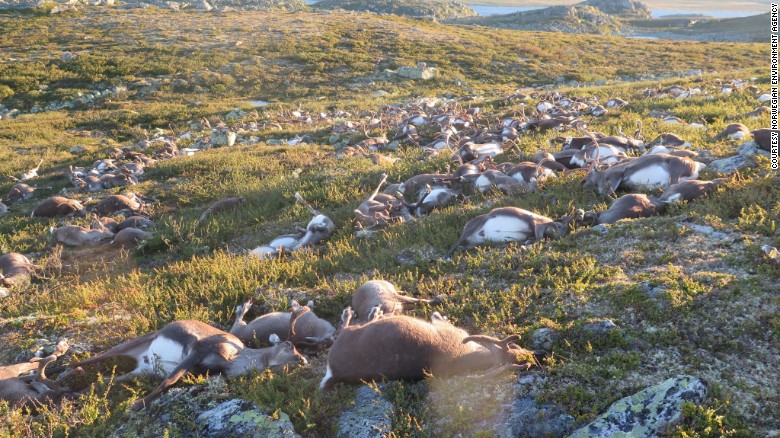 Lightning kills over 300 reindeer in Norway