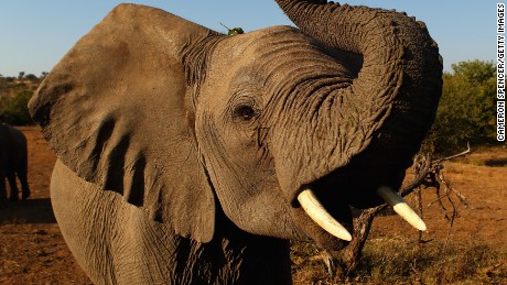 Botswana has &#39;significant elephant-poaching problem,&#39; conservation group says