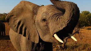 Study shows elephants vanishing at alarming rate