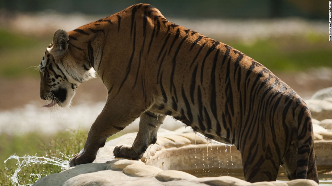 As a theme park, the site includes a  &quot;Jurassic Park&quot; simulation as well as exotic live animals, including this tiger.