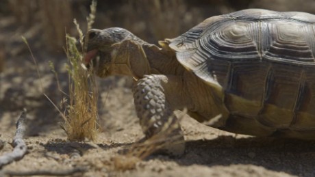 saving desert tortoises rovers game ts orig _00001016.jpg