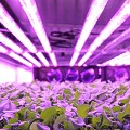 aerofarms led bright purple resized