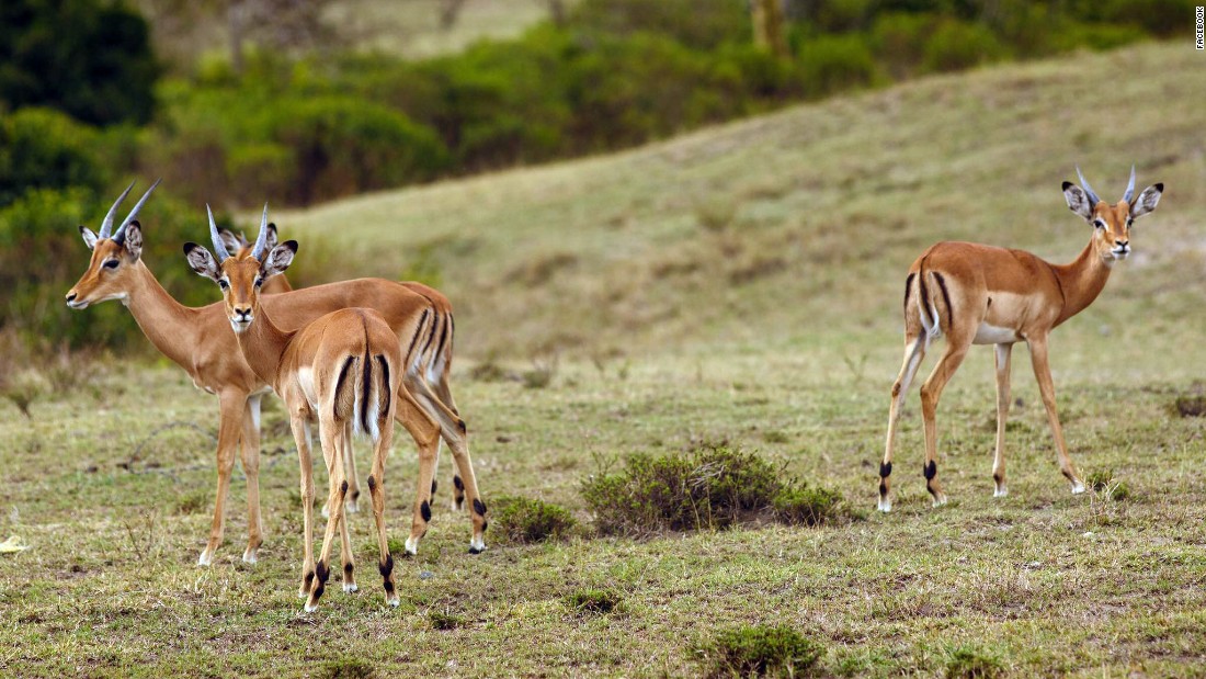 Young impalas graze in the Crescent Island Game Park on Lake Naivasha in the Great Rift Valley.