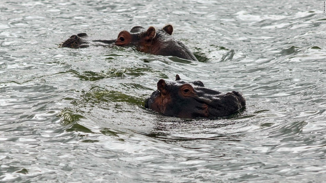 Hippo&#39;s swim in Lake Naivasha.