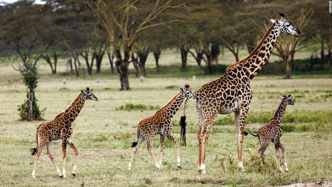 A small herd of giraffes on the Kenyan plain on the Crescent Island Game Park.