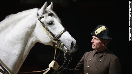 A white Lipizzaner stallion of The Spanish Riding School of Vienna