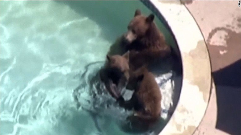 Bears take a dip in neighborhood swimming pools - CNN Video