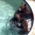 Bears take a dip in neighborhood swimming pools - CNN Video