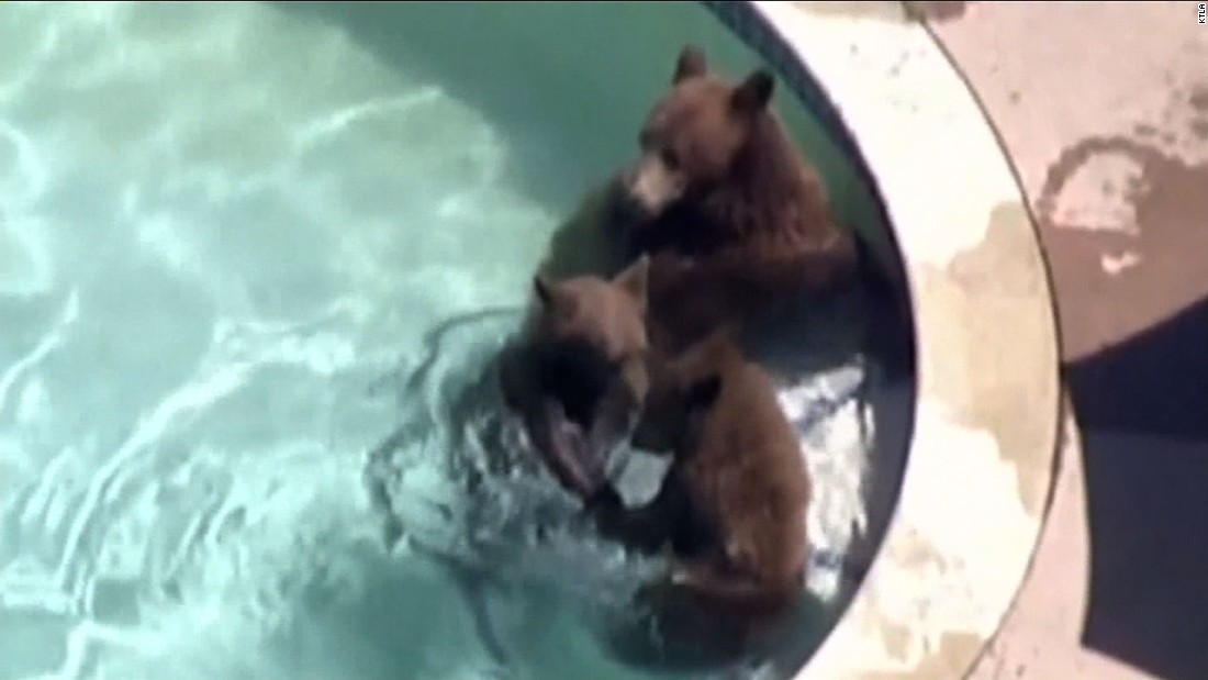 Bears Take A Dip In Neighborhood Swimming Pools Cnn Video 