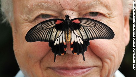 Big Butterfly Count. Butterfly Conservation President Sir David Attenborough with a south east Asian Great Mormon Butterfly on his nose, as he launched the Big Butterfly count at the London Zoo in Regent&#39;s Park, London. Picture date: Wednesday July 11, 2012. The Butterfly Conservation&#39;s citizen science project aims to chart how common garden butterflies are faring this summer. Photo credit should read: John Stillwell/PA Wire URN:14011191