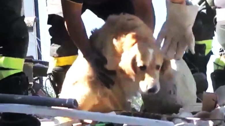Dog rescued Italy earthquake _00000000