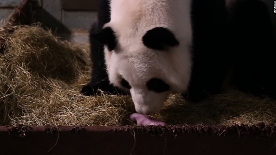 Giant Panda Gives Birth To Twins Cnn Video