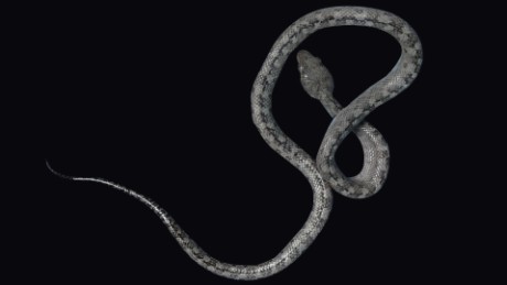 'Ghost snake' discovered in Madagascar - CNN Video