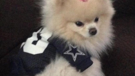Jana Owen&#39;s dog in Cowboys outfit.