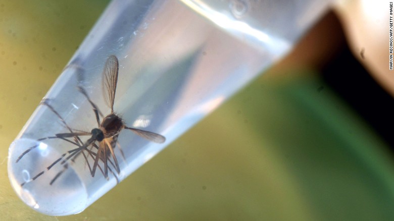 Una zanzara Aedes aegypti in un laboratorio dell'Università di El Salvador, a San Salvador.