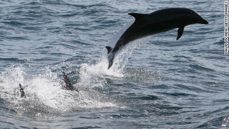  Bottlenose dolphins leap off the Southern California coast.