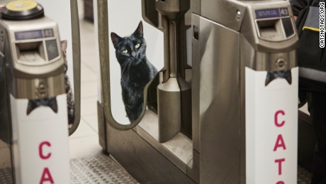 A black cat watches through barriers