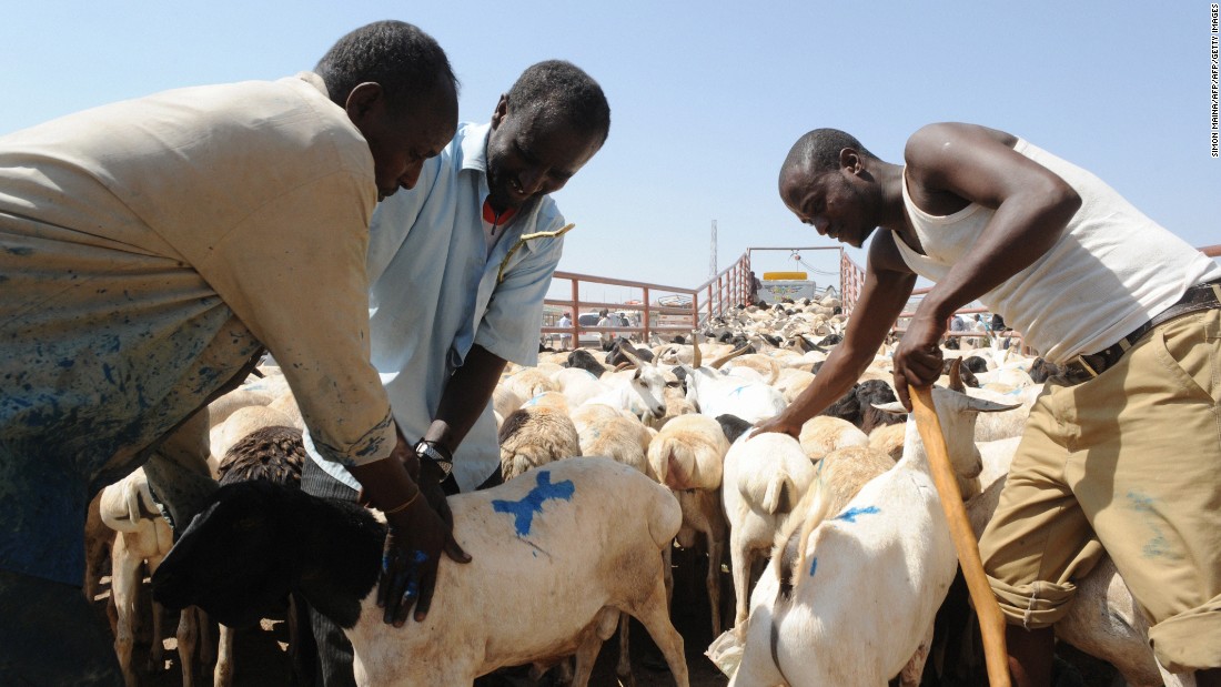 Traders preparing to load goats and sheep ready for export into a truck, at the biggest livestock market in Somaliland. Livestock farming is the backbone of the Somaliland economy. Every year, an estimated 4.2 million sheep, goats, cattle and camel are sold to neighboring Arab States via the port of Berbera.