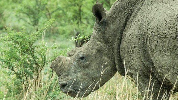 Is there a case for dehorning rhinos? - CNN