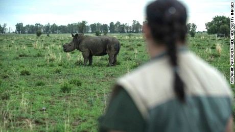 South African ranchers are dehorning rhinos. But is it the right thing to do?