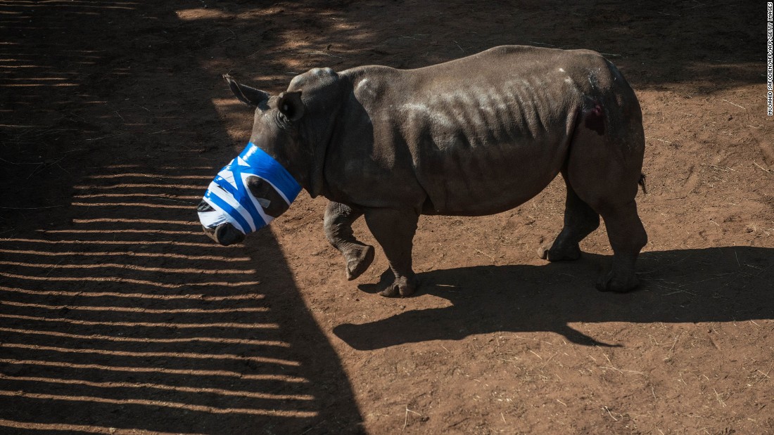 Image result for white rhino horn removed
