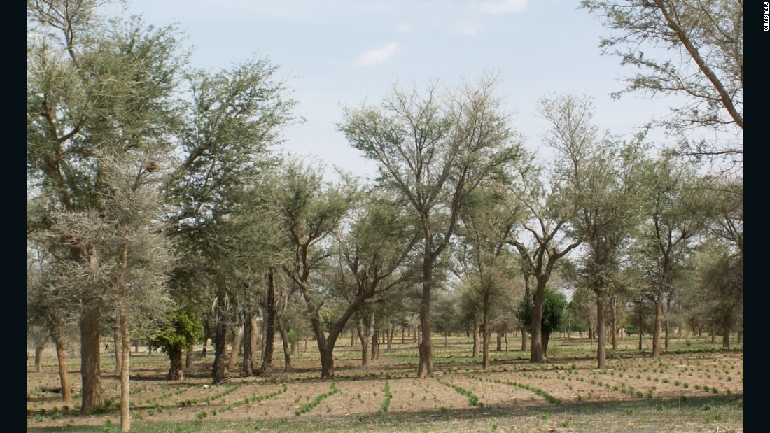 Niger is among the poorest countries in the world but it has achieved spectacular success through farmer managed natural regeneration methods.&lt;br /&gt;&lt;br /&gt;Over five million hectares of land have been restored, and around 200 million trees, which can provide food for millions of people. 